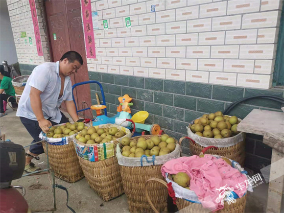 村民剛采摘回來的豐水梨等待第二天售賣。華龍網—新重慶客戶端 冉長軍 攝